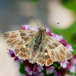 Muschampia orientalis